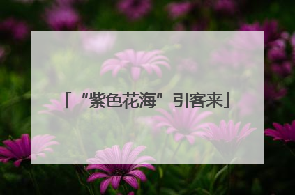 “紫色花海”引客来
