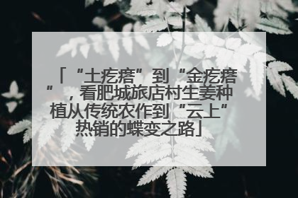“土疙瘩”到“金疙瘩”，看肥城旅店村生姜种植从传统农作到“云上”热销的蝶变之路