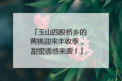 玉山四股桥乡的黄桃迎来丰收季，甜蜜诱惑来袭！