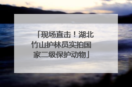 现场直击！湖北竹山护林员实拍国家二级保护动物