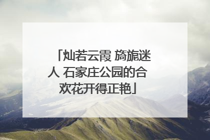 灿若云霞 旖旎迷人 石家庄公园的合欢花开得正艳