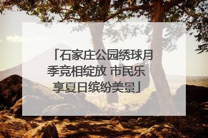 石家庄公园绣球月季竞相绽放 市民乐享夏日缤纷美景