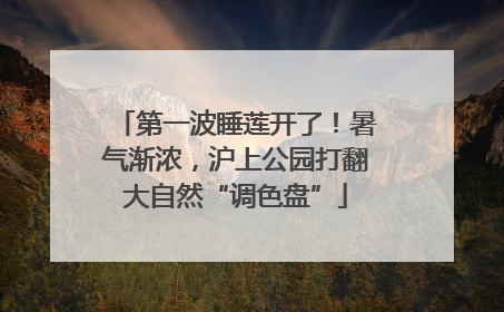 第一波睡莲开了！暑气渐浓，沪上公园打翻大自然“调色盘”