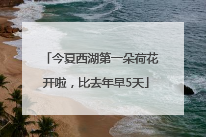 今夏西湖第一朵荷花开啦，比去年早5天