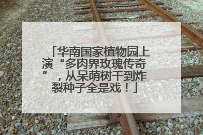 华南国家植物园上演“多肉界玫瑰传奇”，从呆萌树干到炸裂种子全是戏！