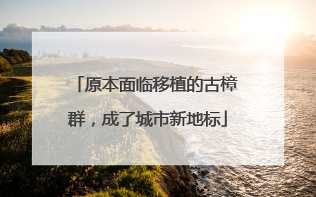 原本面临移植的古樟群，成了城市新地标