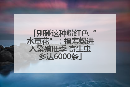 别碰这种粉红色“水草花”：福寿螺进入繁殖旺季 寄生虫多达6000条