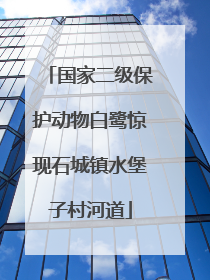 国家二级保护动物白鹭惊现石城镇水堡子村河道