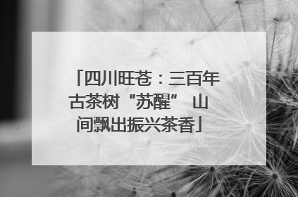 四川旺苍：三百年古茶树“苏醒” 山间飘出振兴茶香