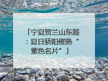 宁夏贺兰山东麓：夏日骄阳催熟“紫色名片”