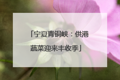 宁夏青铜峡：供港蔬菜迎来丰收季