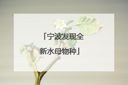 宁波发现全新水母物种