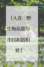 大连：野生梅花鹿与市民和谐相处