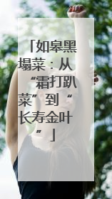 如皋黑塌菜：从“霜打趴菜”到“长寿金叶”