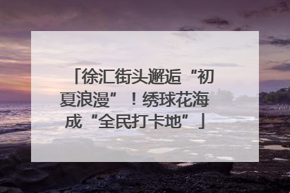 徐汇街头邂逅“初夏浪漫”！绣球花海成“全民打卡地”