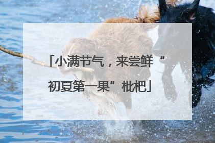 小满节气，来尝鲜“初夏第一果”枇杷