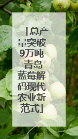 总产量突破9万吨 青岛蓝莓解码现代农业新范式