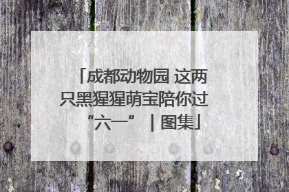 成都动物园 这两只黑猩猩萌宝陪你过“六一”｜图集