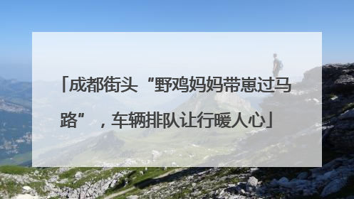 成都街头“野鸡妈妈带崽过马路”，车辆排队让行暖人心