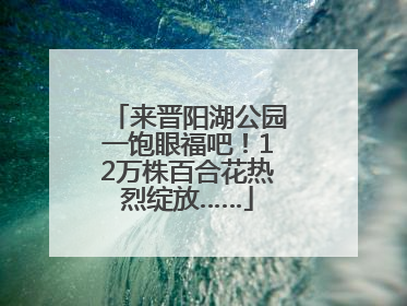 来晋阳湖公园一饱眼福吧！12万株百合花热烈绽放……