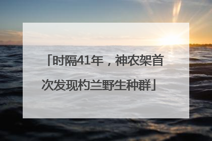 时隔41年，神农架首次发现杓兰野生种群