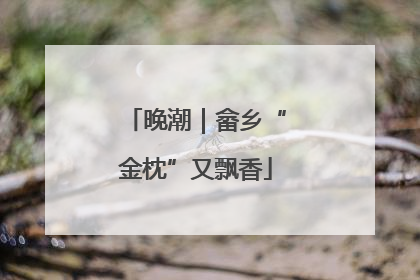 晚潮｜畲乡“金枕”又飘香
