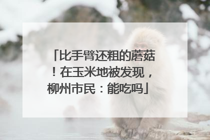 比手臂还粗的蘑菇！在玉米地被发现，柳州市民：能吃吗