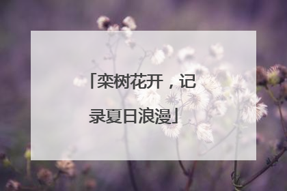 栾树花开，记录夏日浪漫