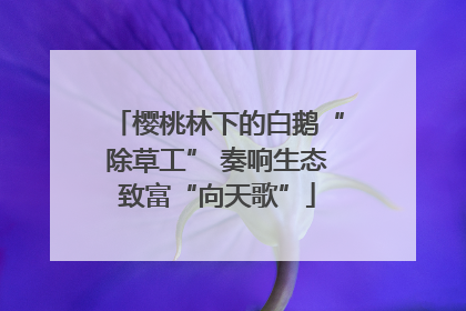 樱桃林下的白鹅“除草工” 奏响生态致富“向天歌”