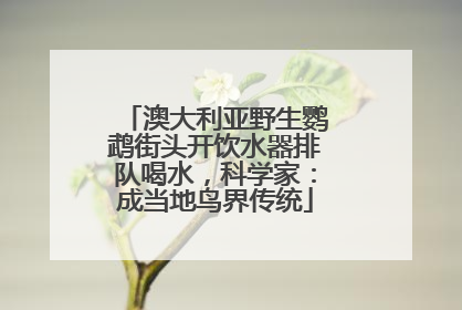 澳大利亚野生鹦鹉街头开饮水器排队喝水，科学家：成当地鸟界传统