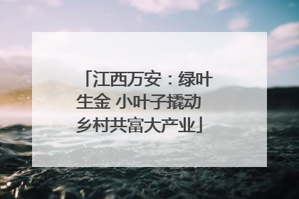 江西万安：绿叶生金 小叶子撬动乡村共富大产业