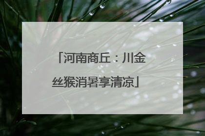 河南商丘：川金丝猴消暑享清凉