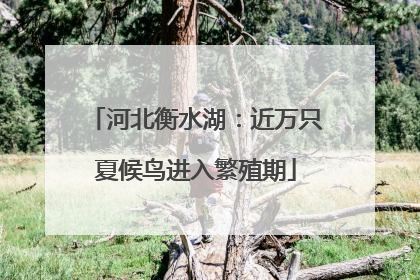 河北衡水湖：近万只夏候鸟进入繁殖期