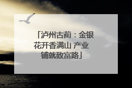 泸州古蔺：金银花开香满山 产业铺就致富路