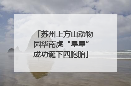 苏州上方山动物园华南虎“星星”成功诞下四胞胎