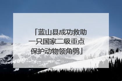 蓝山县成功救助一只国家二级重点保护动物领角鸮