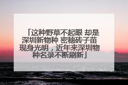 这种野草不起眼 却是深圳新物种 密穗砖子苗现身光明，近年来深圳物种名录不断刷新