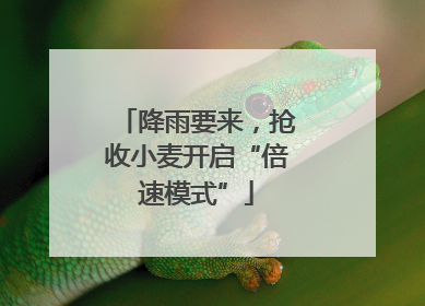 降雨要来，抢收小麦开启“倍速模式”