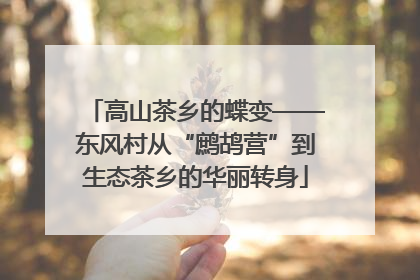 高山茶乡的蝶变——东风村从“鹧鸪营”到生态茶乡的华丽转身