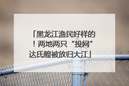 黑龙江渔民好样的！两地两只“投网”达氏鳇被放归大江
