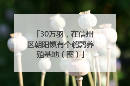 30万羽，在信州区朝阳镇有个鹌鹑养殖基地（图）